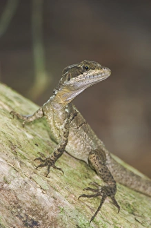 COBA, 001, Rolf N, Common Basilisk, Jesus Christ Lizard COBA, 001, Rolf N, Common Basilisk, Jesus Christ Lizard