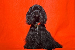 Cocker Spaniel sitting against red background with red collar Cocker Spaniel sitting against red background with red collar