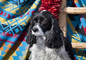 Cocker Spaniel sitting on a Southwestern blanket Cocker Spaniel sitting on a Southwestern blanket