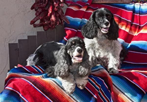 Two Cocker Spaniels together on a Mexican blanket Two Cocker Spaniels together on a Mexican blanket