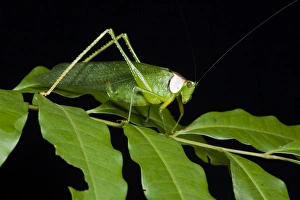 Collared Katydid (Euceraia sp.), Yasuni National Park, Amazon Rainforest, ECUADOR Collared Katydid (Euceraia sp.), Yasuni National Park, Amazon Rainforest, ECUADOR