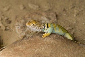Collared Lizard, Chaco Culture National Historical Park, New Mexico Collared Lizard, Chaco Culture National Historical Park, New Mexico