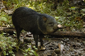 Collared Peccary (Tayassu tajacu) AA Amazon Rain Forest. ECUADOR. South America Collared Peccary (Tayassu tajacu) AA Amazon Rain Forest. ECUADOR. South America