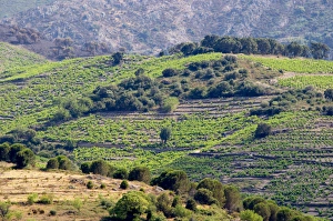 Collioure. Roussillon. France. Europe. Vineyard Collioure. Roussillon. France. Europe. Vineyard
