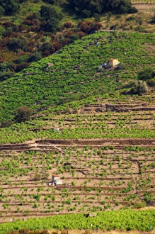Collioure. Roussillon. A tool shed hut in the vineyard. France. Europe. Vineyard Collioure. Roussillon. A tool shed hut in the vineyard. France. Europe. Vineyard