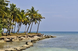 Colombia, San Bernardo Islands. Palm trees at the ocean Colombia, San Bernardo Islands. Palm trees at the ocean