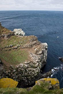Colonies of Northern Gannets and Common Murres polulate a cliff in northeastern Iceland Colonies of Northern Gannets and Common Murres polulate a cliff in northeastern Iceland