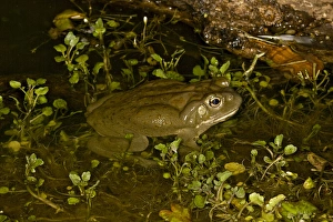 Colorado River Toad Bufo alvarius South Eastern Arizona Colorado River Toad Bufo alvarius South Eastern Arizona