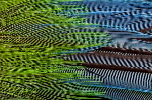 Colorful feathers of the Long-tailed broadbill Colorful feathers of the Long-tailed broadbill