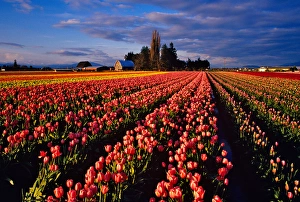 Colorful Field of Commercial Tulip Flowers during Skagit Valley Tulip Festival in Colorful Field of Commercial Tulip Flowers during Skagit Valley Tulip Festival in