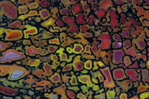 Macro Collection: Colorful Petrified Dinosaur Bone