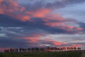 A colorful sunset overlooking the vineyards at Seven Hills Vineyard outside of Walla Walla A colorful sunset overlooking the vineyards at Seven Hills Vineyard outside of Walla Walla