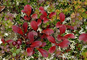 The colorful tapestry of Denalis tundra is woven of many mosses, berries, and sedges The colorful tapestry of Denalis tundra is woven of many mosses, berries, and sedges