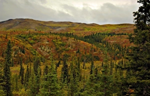 Colorful Tundra and rich green conifers frame the entrance to Denali National Park in September Colorful Tundra and rich green conifers frame the entrance to Denali National Park in September