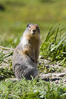 Columbia Ground Squirrel in Glacier National Park, Montana Columbia Ground Squirrel in Glacier National Park, Montana