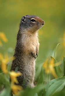 Columbian ground squirrel (Citellus columbianus), among glacier lilies, Glacier National Park Columbian ground squirrel (Citellus columbianus), among glacier lilies, Glacier National Park