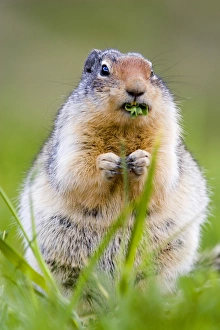 Columbian Ground Squirrel in Glacier National Park in Montana Columbian Ground Squirrel in Glacier National Park in Montana