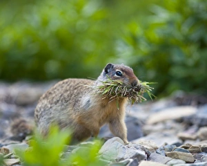 Columbian Ground Squirrel with a mouthful of grasses tot ake back to hole for storage Columbian Ground Squirrel with a mouthful of grasses tot ake back to hole for storage