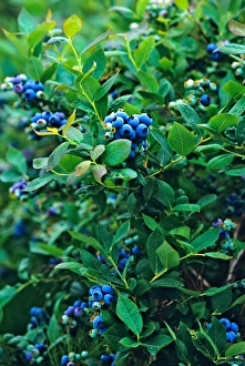 Commercial blueberry crop in the Skagit Valley, Washington Commercial blueberry crop in the Skagit Valley, Washington