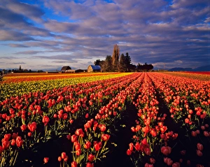 Commercial Tulip Field in the Skagit Valley near Mount Vernon Washington Commercial Tulip Field in the Skagit Valley near Mount Vernon Washington