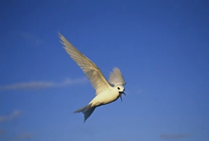 Common Fairy Tern, (Gygis alba), hovering overhead, Ascension Island, South Atlantic Ocean Common Fairy Tern, (Gygis alba), hovering overhead, Ascension Island, South Atlantic Ocean
