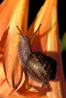 Common garden snail (Helix aspera) on Kaffir Lily flower (Clivia miniata) Common garden snail (Helix aspera) on Kaffir Lily flower (Clivia miniata)