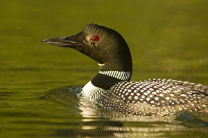 Common Loon on Beaver Lake in the Stillwater State Forest near Whitefish, Montana, USA Common Loon on Beaver Lake in the Stillwater State Forest near Whitefish, Montana, USA