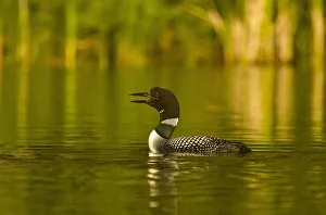 Common Loon calling on Beaver Lake in the Stillwater State Forest near Whitefish Common Loon calling on Beaver Lake in the Stillwater State Forest near Whitefish