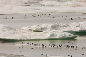 common murre, Uria aalge, and thick-billed murre, Uria lomvia, flocks on ice floes common murre, Uria aalge, and thick-billed murre, Uria lomvia, flocks on ice floes