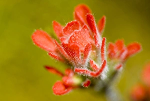 Common red paintbrush, Castilleja miniata, California Common red paintbrush, Castilleja miniata, California