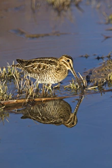 Common Snipe (Gallinago gallinago) feeding in marsh, New Mexico, winter Common Snipe (Gallinago gallinago) feeding in marsh, New Mexico, winter
