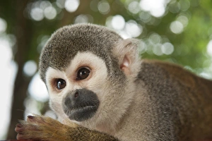Common Squirrel Monkey Prints: Amazon Rainforest Print: Common Squirrel Monkey