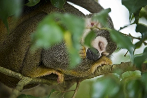 Common Squirrel Monkey Print, Yasuni National Park