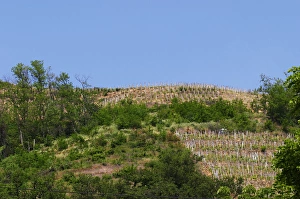 A Condrieu vineyard that belongs to Andre Perret, across the street from his winery A Condrieu vineyard that belongs to Andre Perret, across the street from his winery