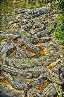 A congregation of alligators at the Alligator Farm Zoological Park, St. Augustine A congregation of alligators at the Alligator Farm Zoological Park, St. Augustine