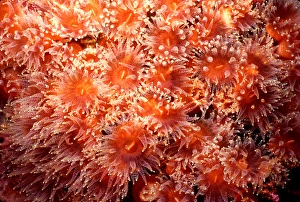 Galapagos Islands Marine Life Prints: Coral polyps