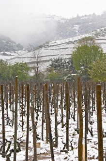 Cornas. Vineyards under snow in seasonably exceptional weather in April 2005. Cornas Cornas. Vineyards under snow in seasonably exceptional weather in April 2005. Cornas