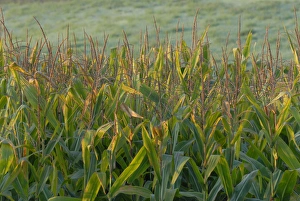 Prairie Landscape Photography Prints: Cornfield in Nebraska