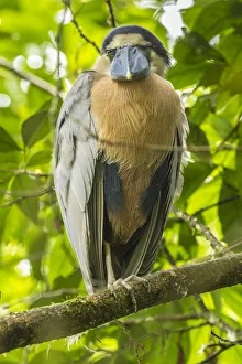 Costa Rica. Boat-billed heron close-up. Credit as: Cathy & Gordon Illg / Jaynes Gallery Costa Rica. Boat-billed heron close-up. Credit as: Cathy & Gordon Illg / Jaynes Gallery