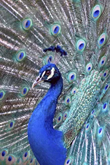 Costa Rica, Central America. Captive. India Blue Peacock displaying Costa Rica, Central America. Captive. India Blue Peacock displaying