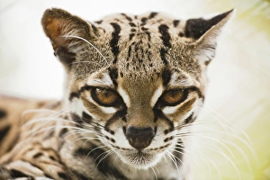Costa Rica, Guanacaste Province, Captive Ocelot (Leopardus pardalis) at Las Pumas Costa Rica, Guanacaste Province, Captive Ocelot (Leopardus pardalis) at Las Pumas
