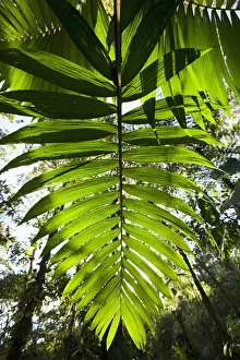 Costa Rica, Los Angeles Cloud Forest Reserve, Afternoon sun lights leaves in lush Costa Rica, Los Angeles Cloud Forest Reserve, Afternoon sun lights leaves in lush