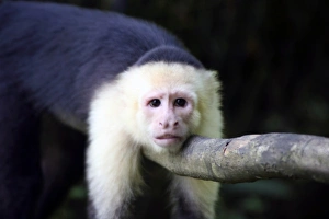Costa Rica, Manuel Antonio. Capuchin, or White-Faced Monkey at Manuel Antonio National Costa Rica, Manuel Antonio. Capuchin, or White-Faced Monkey at Manuel Antonio National