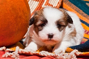 Coton de Tulear puppy lying on an Indian blanket next to a gourd and Indian basket Coton de Tulear puppy lying on an Indian blanket next to a gourd and Indian basket