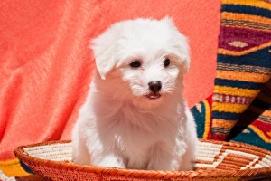 Coton de Tulear puppy sitting in an Indian Basket on a Indian blanket Coton de Tulear puppy sitting in an Indian Basket on a Indian blanket