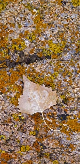Cottonwood leaf on lichen covered rock in the Alabama Hills Eastern Sierras California Cottonwood leaf on lichen covered rock in the Alabama Hills Eastern Sierras California