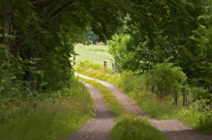 Country road. Through the forest. Smaland region. Sweden, Europe Country road. Through the forest. Smaland region. Sweden, Europe
