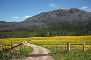 Country Roads Montana Countryside Yellow Flower Farm in front of Mountain Near Glacier Country Roads Montana Countryside Yellow Flower Farm in front of Mountain Near Glacier