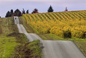A couple walk the undulating road next to a fall-colored vineyards at King Estate A couple walk the undulating road next to a fall-colored vineyards at King Estate