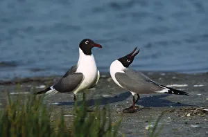 A courtship ritual of Laughing Gulls (Larus atricilla). USA, Florida A courtship ritual of Laughing Gulls (Larus atricilla). USA, Florida